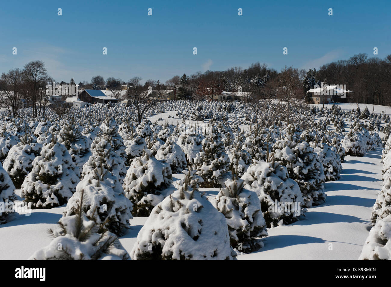 SNOW COVERED CHRISTMAS TREES, LANCASTER PENNSYLVANIA Stock Photo