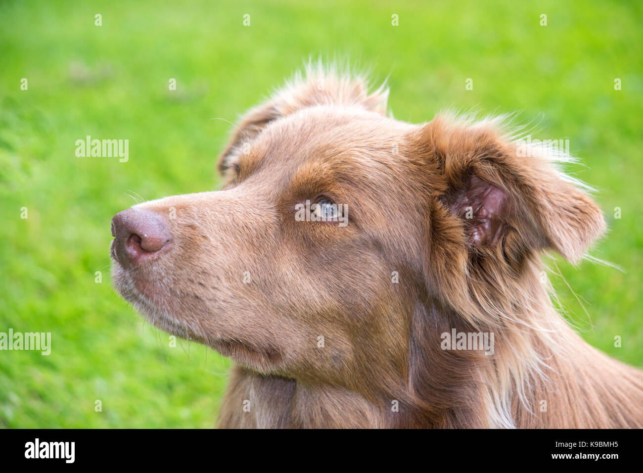 Border Collie sheep dog portrait Stock Photo