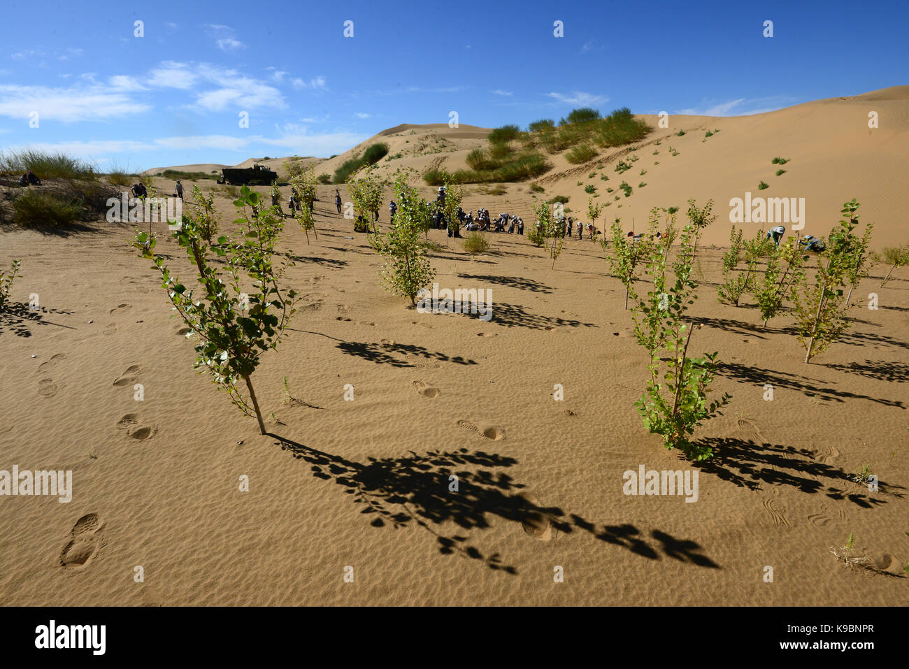 Desert planting trees hires stock photography and images Alamy