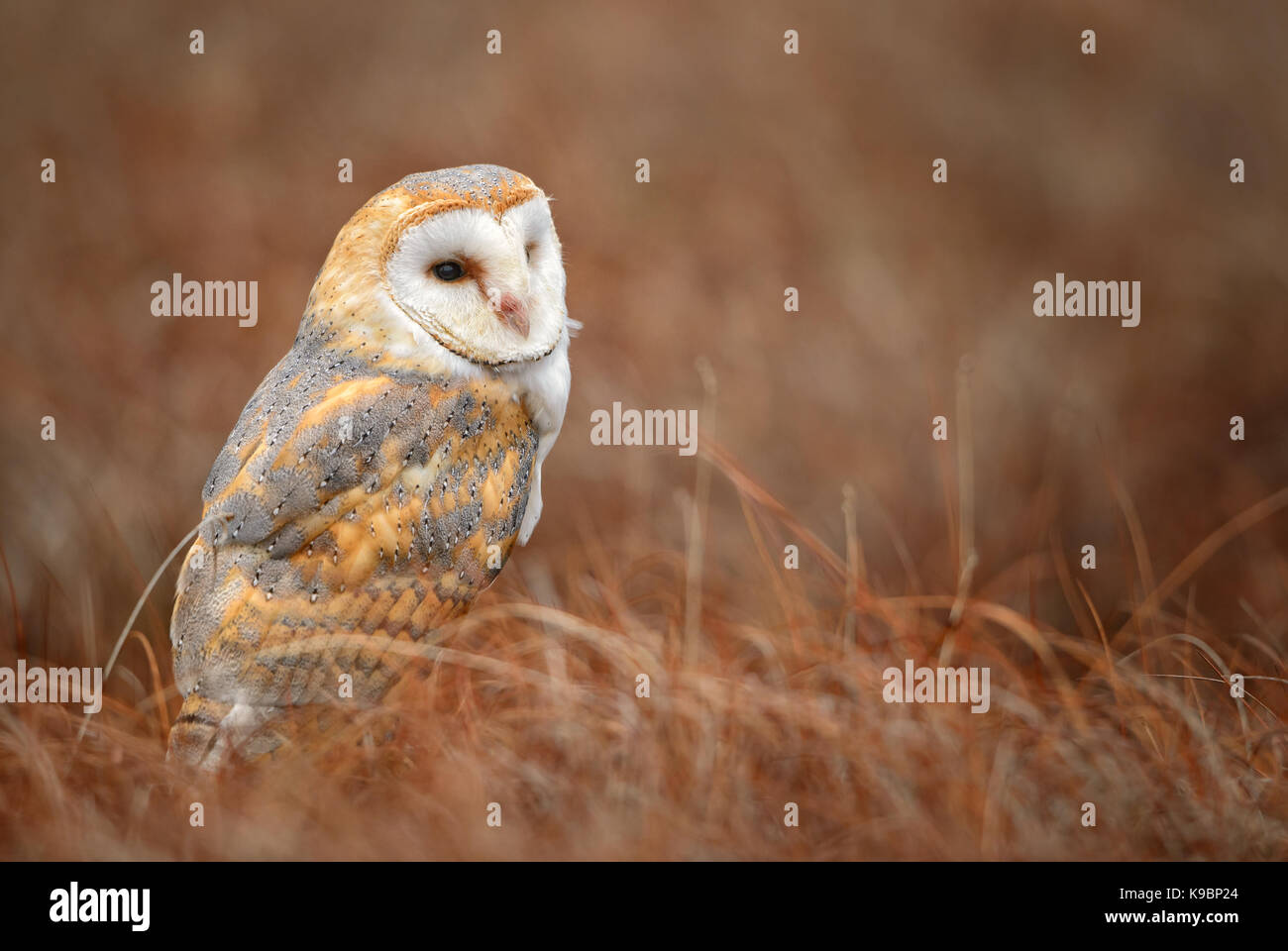 Barn Owl - Tyto alba Stock Photo