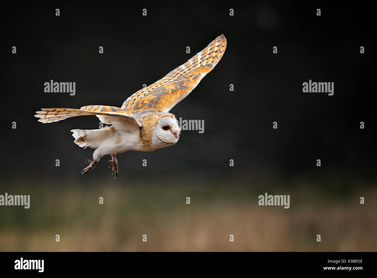 Barn Owl - Tyto alba Stock Photo