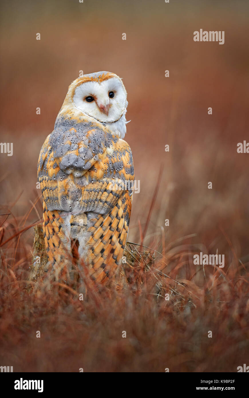 Barn Owl - Tyto alba Stock Photo