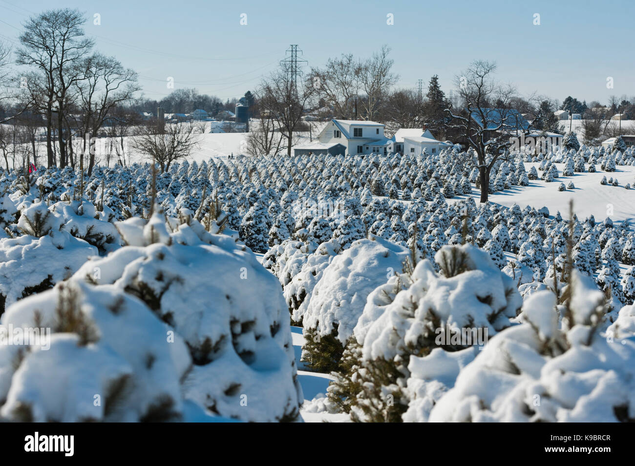SNOW COVERED CHRISTMAS TREES, LANCASTER PENNSYLVANIA Stock Photo Alamy