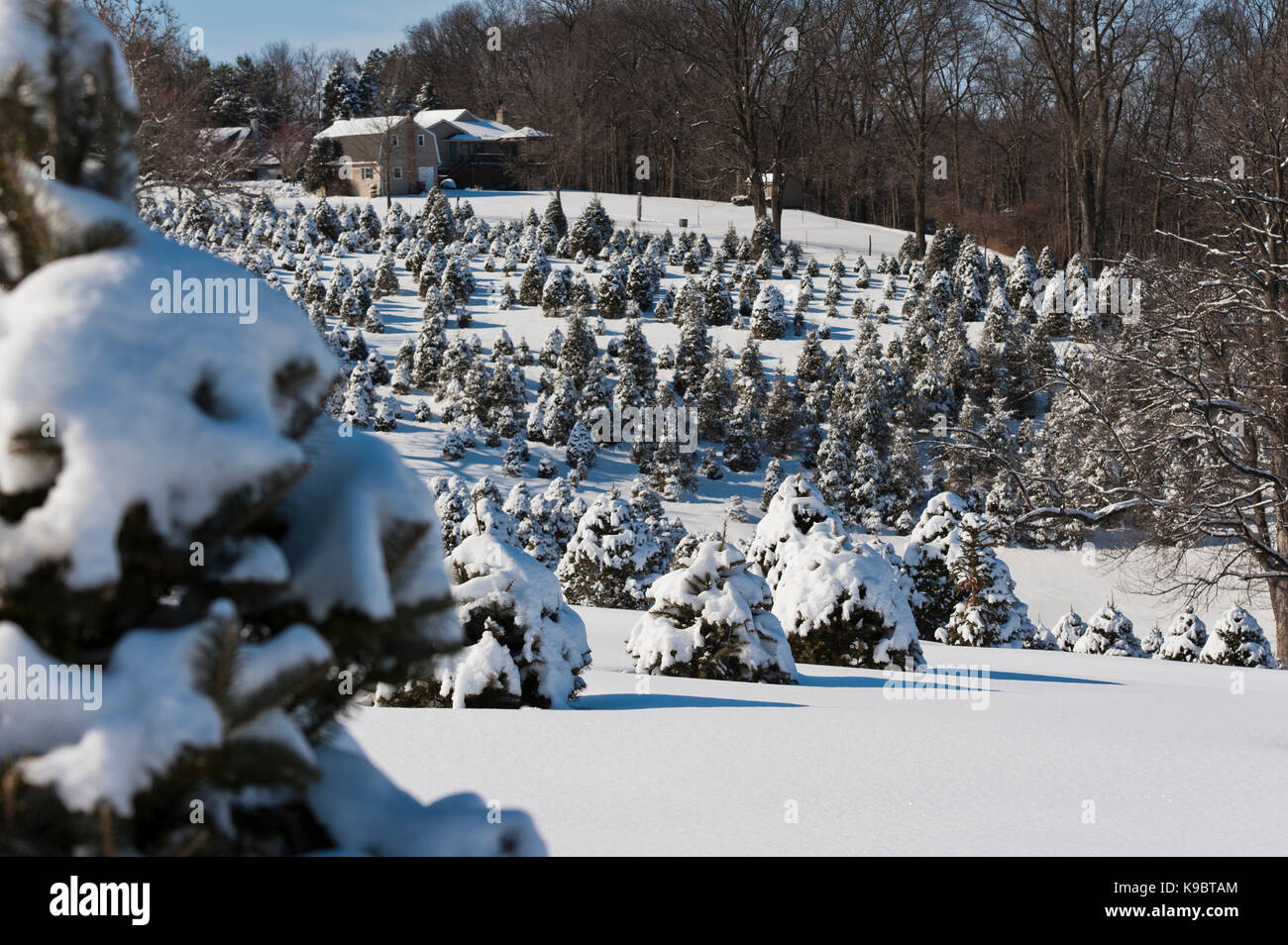 SNOW COVERED CHRISTMAS TREES, LANCASTER PENNSYLVANIA Stock Photo Alamy