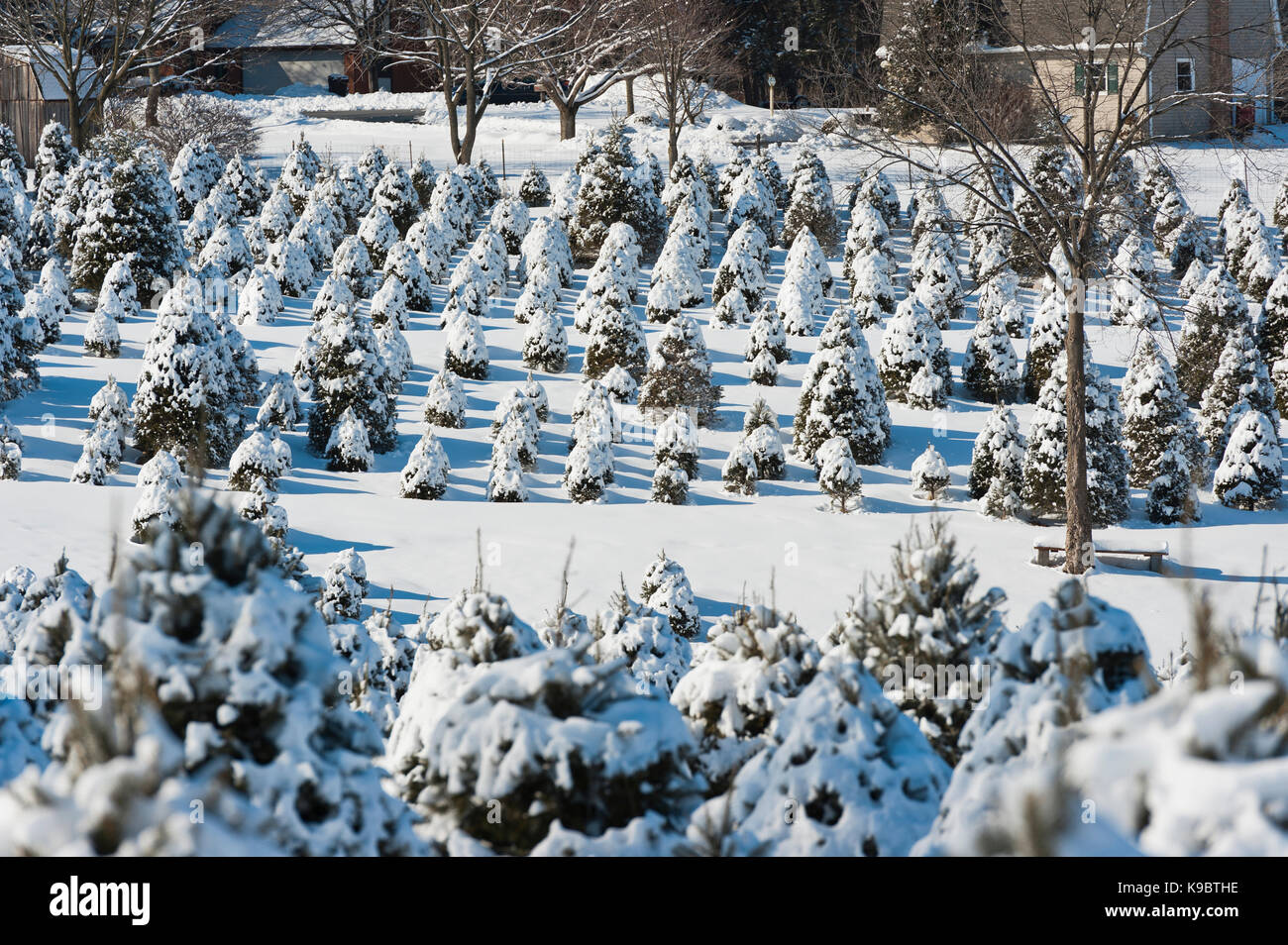 SNOW COVERED CHRISTMAS TREES, LANCASTER PENNSYLVANIA Stock Photo Alamy