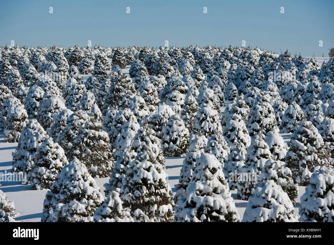 SNOW COVERED CHRISTMAS TREES, LANCASTER PENNSYLVANIA Stock Photo Alamy