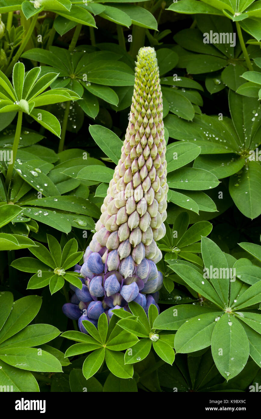 Close up of a blue Lupin flower Stock Photo