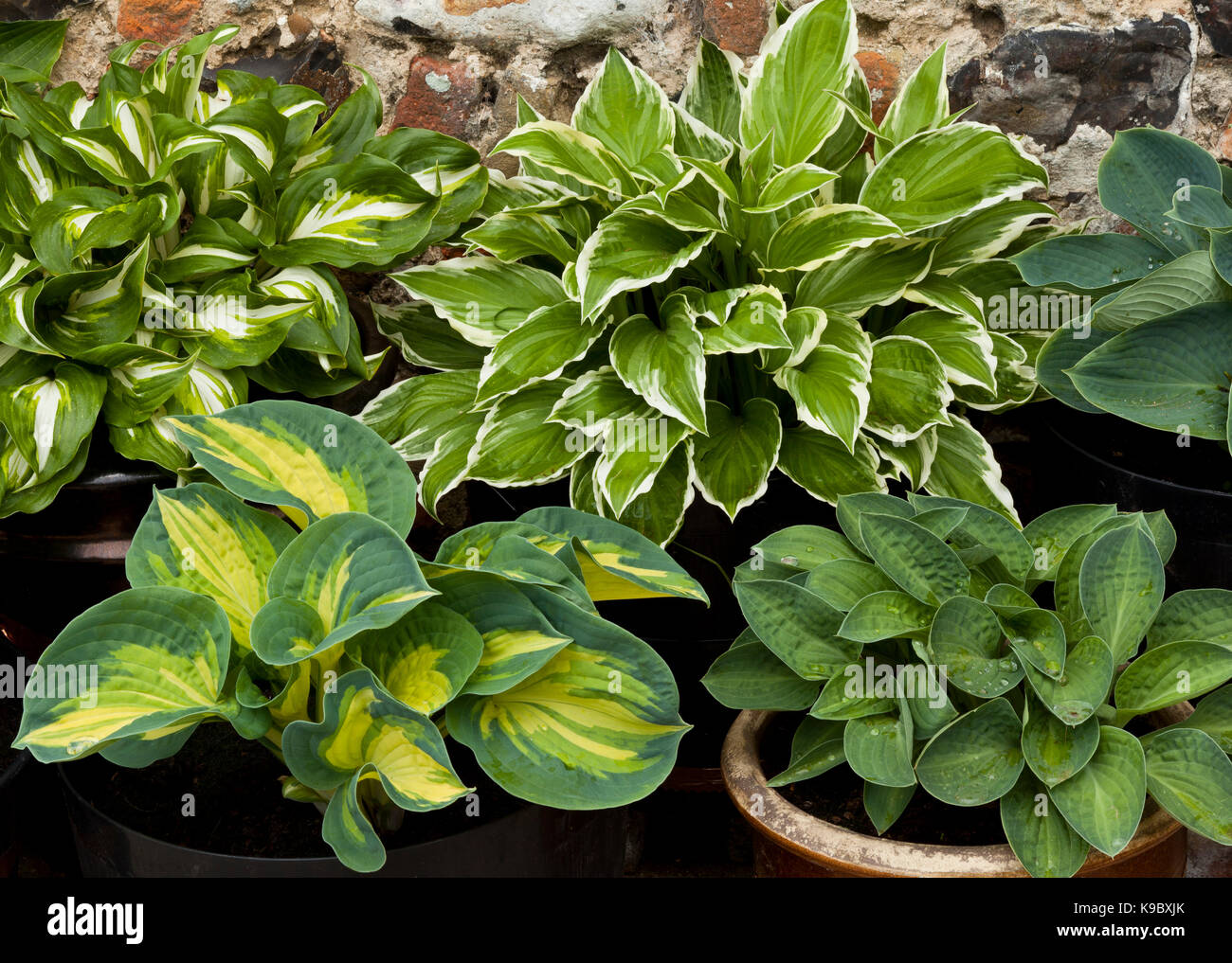 Hosta plants growing in a pot Stock Photo