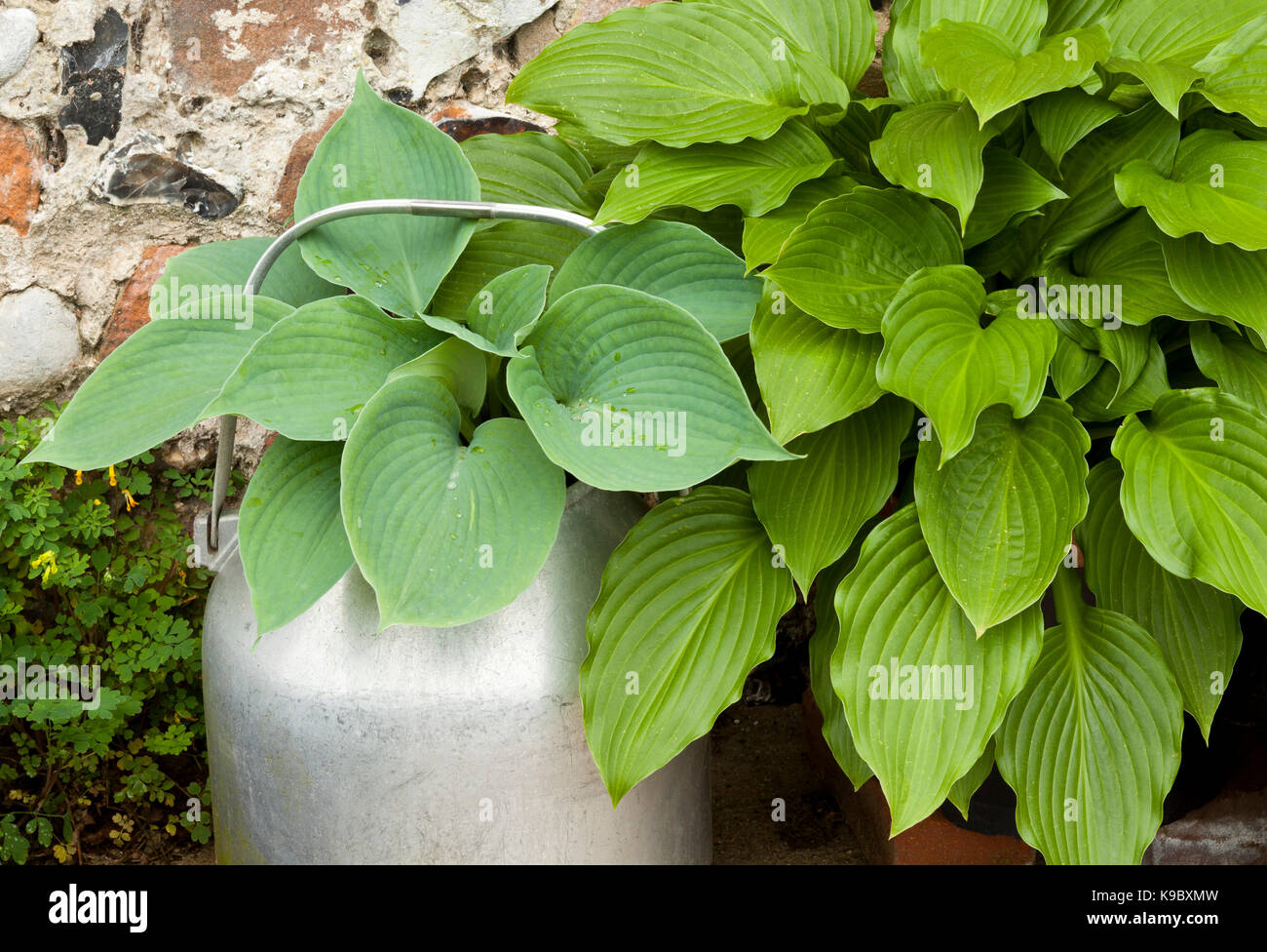 Hosta plants growing in a pot Stock Photo