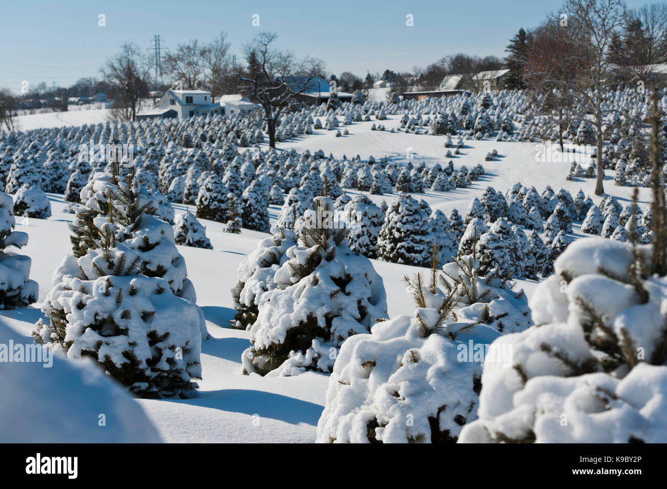 SNOW COVERED CHRISTMAS TREES, LANCASTER PENNSYLVANIA Stock Photo Alamy