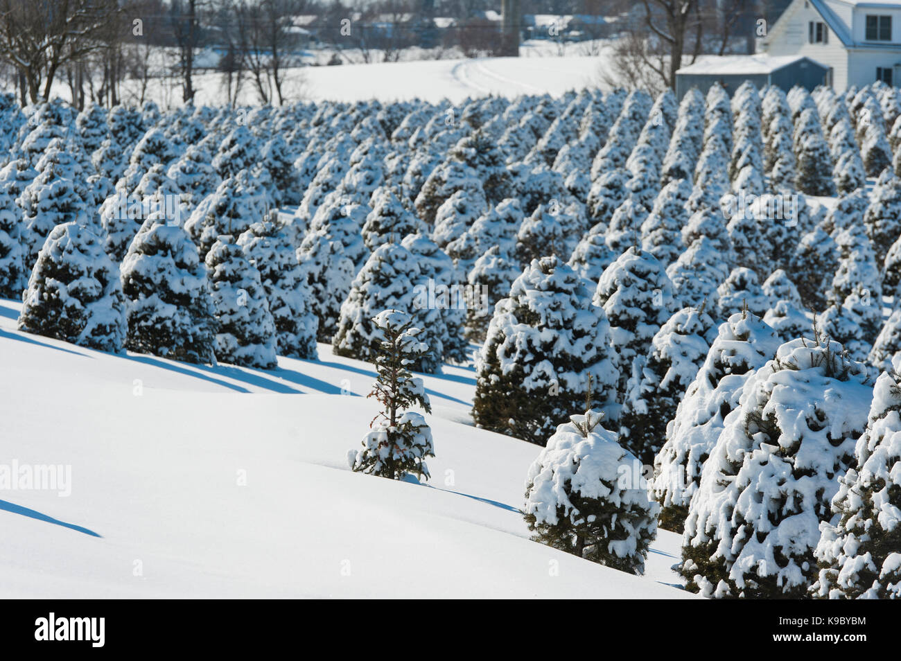 SNOW COVERED CHRISTMAS TREES, LANCASTER PENNSYLVANIA Stock Photo Alamy
