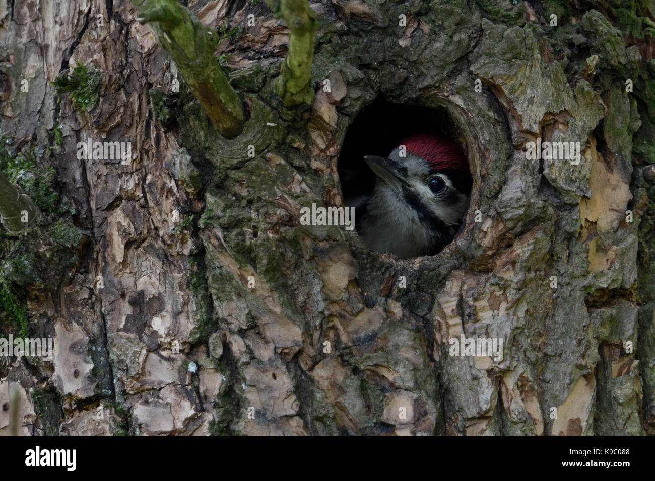 Greater / Great Spotted Woodpecker / Buntspecht ( Dendrocopos major ), juvenile, chick, looking out of nest hole, Europe. Stock Photo