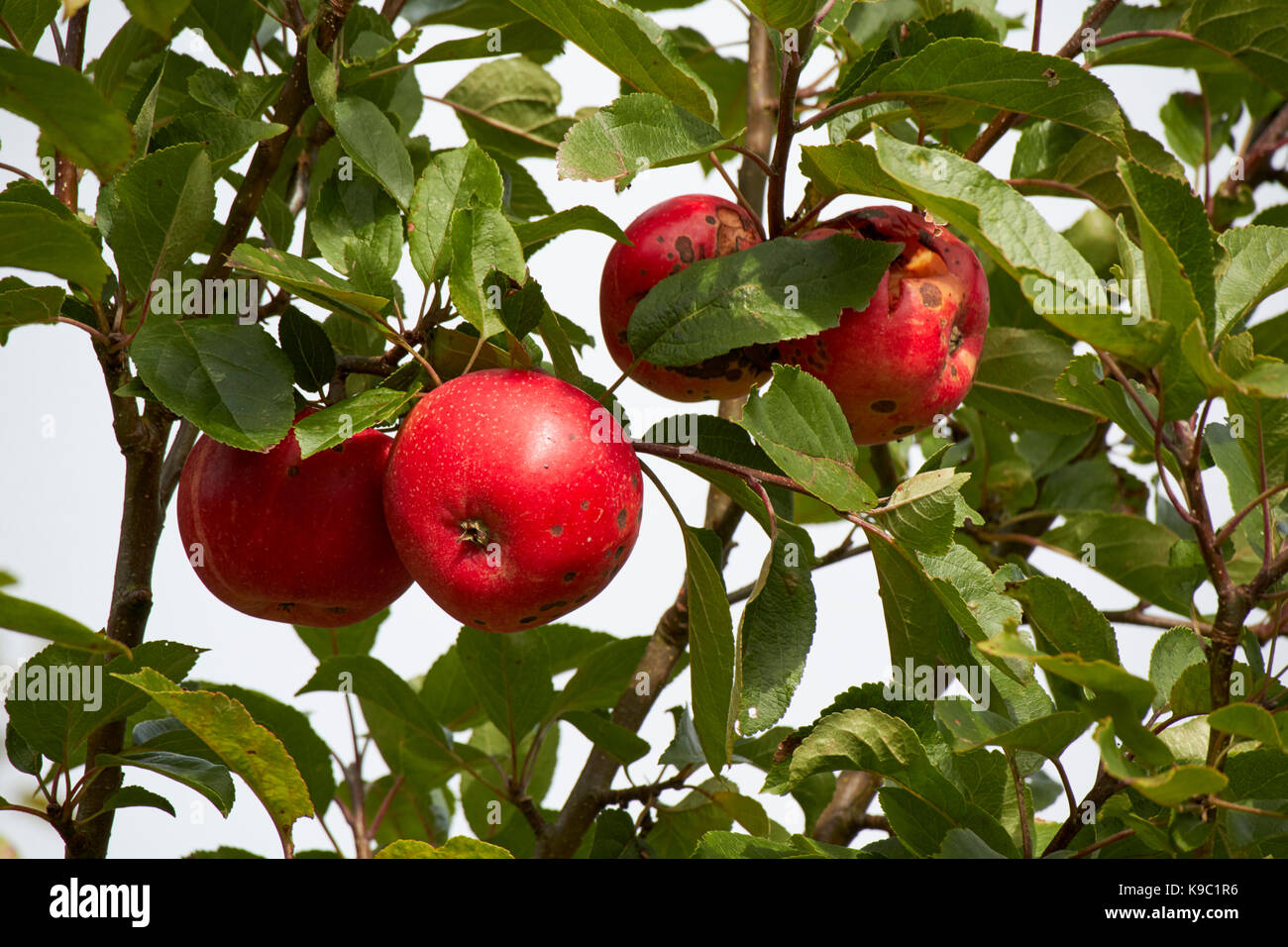 marks and splitting on home grown discovery apples in a garden in the uk Stock Photo