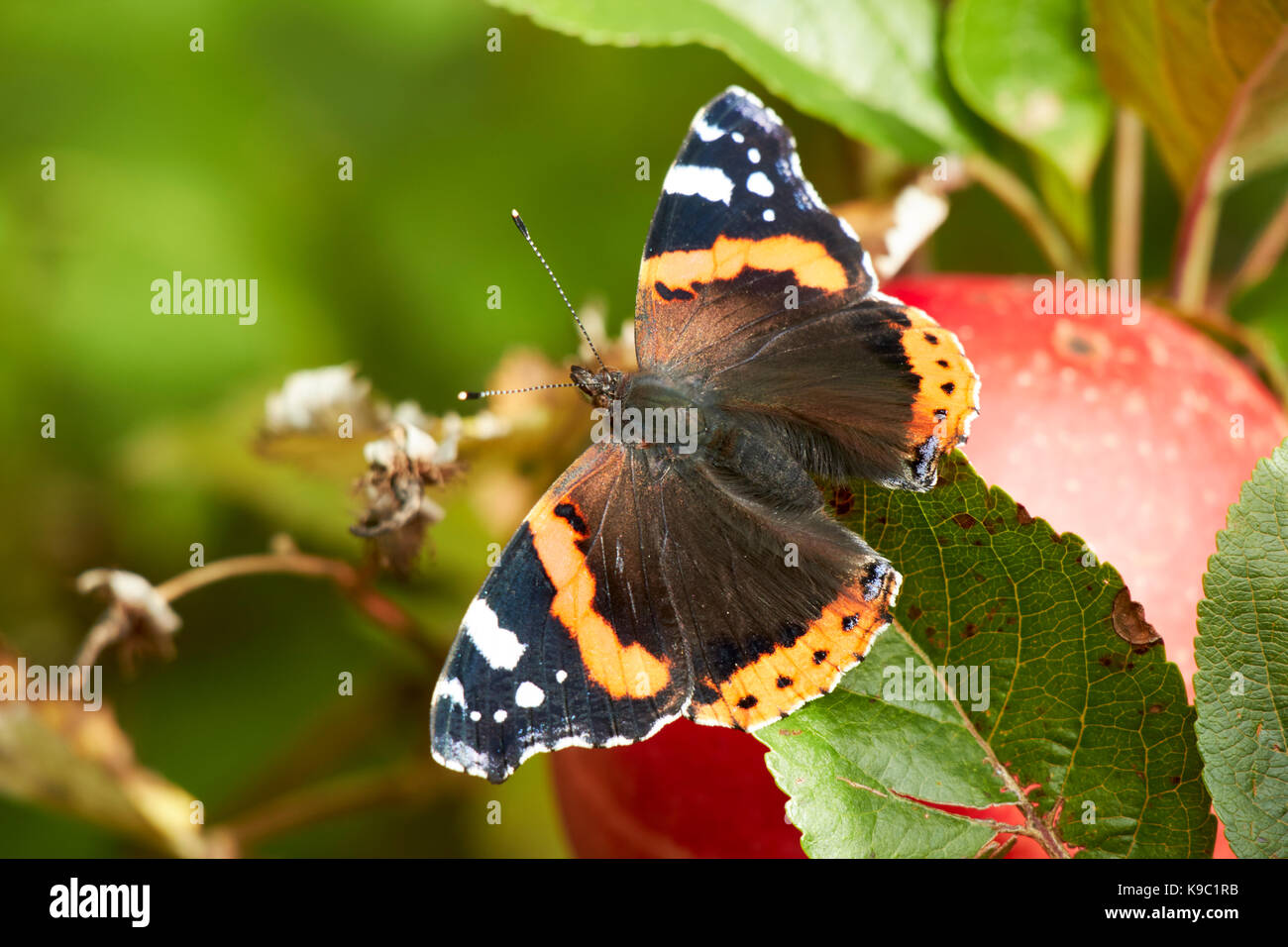 red admiral butterfly home grown discovery apples in a garden in the uk Stock Photo
