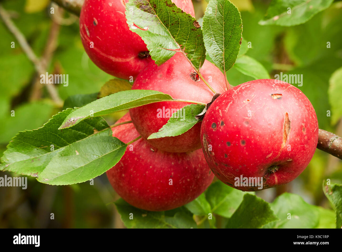 marks and splits on home grown discovery apples in a garden in the uk Stock Photo