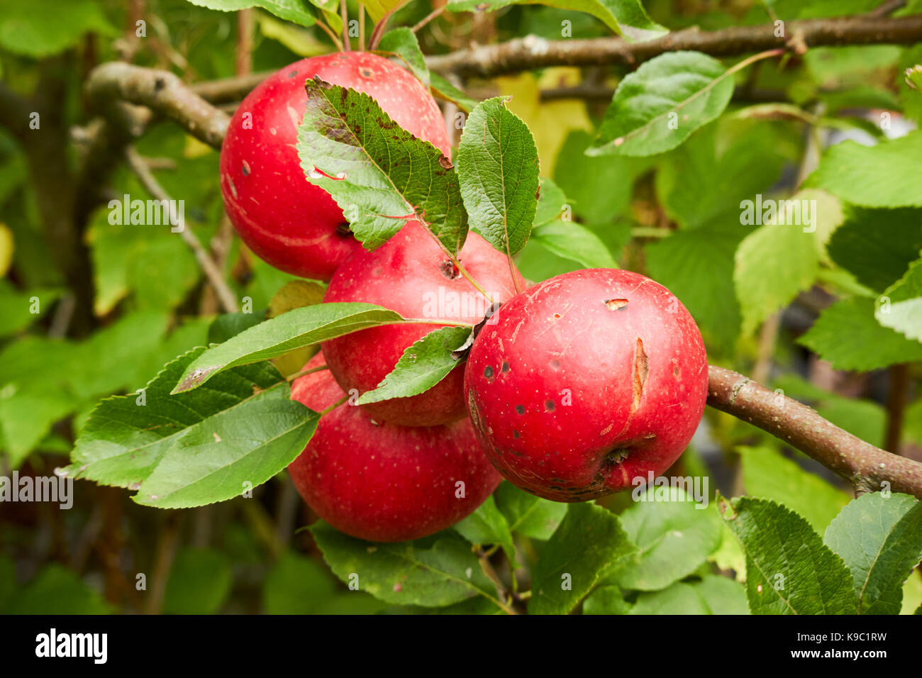 marks and splits on home grown discovery apples in a garden in the uk Stock Photo
