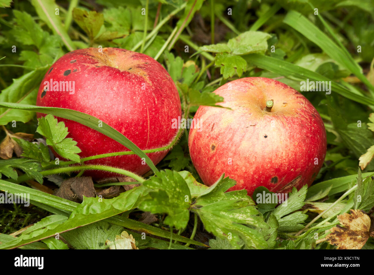 wind fallen home grown discovery apples in a garden in the uk Stock Photo