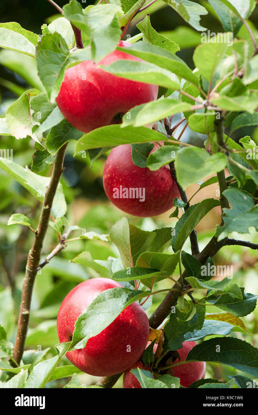 home grown discovery apples in a garden in the uk Stock Photo