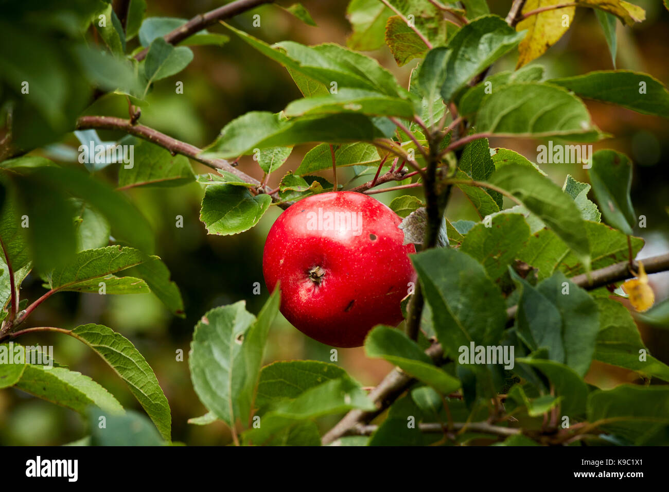 home grown discovery apple growing on a tree in a garden in the uk Stock Photo