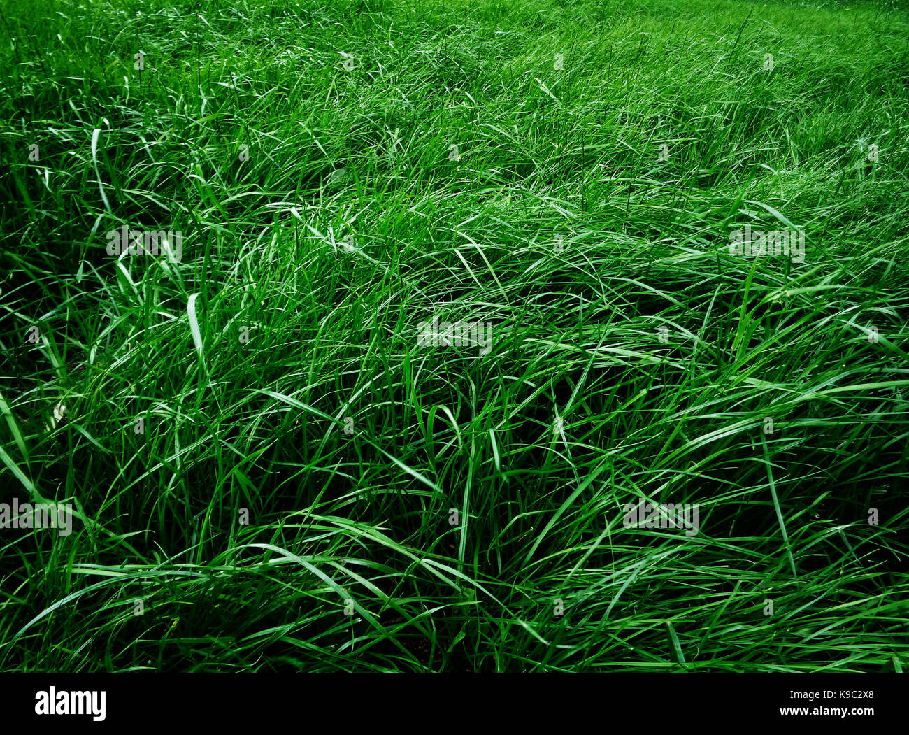 Lawn. Park lawn. Sward. Green lawn. Green sward. Park landscape. Summer