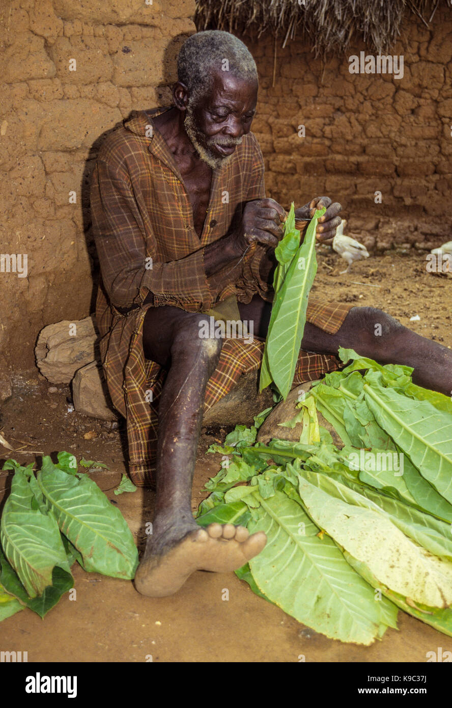 stringing tobacco leaves Tabakala, Ivory Coast, Cote d'Ivoire. Old Man Stringing Tobacco Leaves in  Preparation for Drying Stock Photo