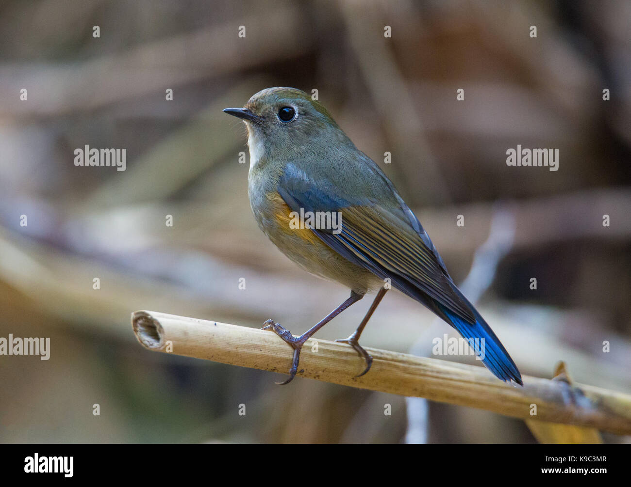 Female Himalayan Bluetail (Tarsiger rufilatus) also know as Orange-flanked Bush-robin - Doi Lang, Thailand Stock Photo