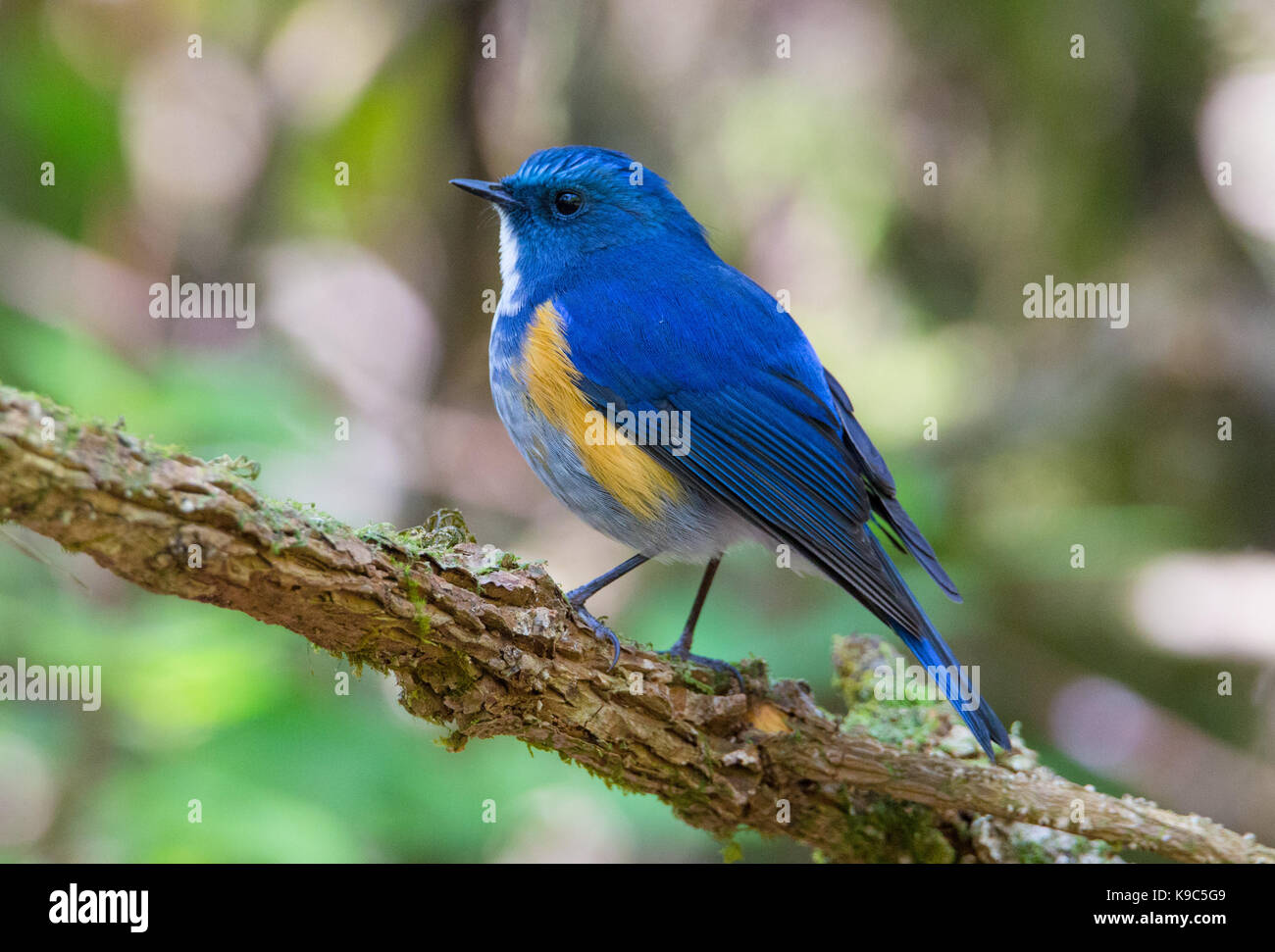 darius bluetail