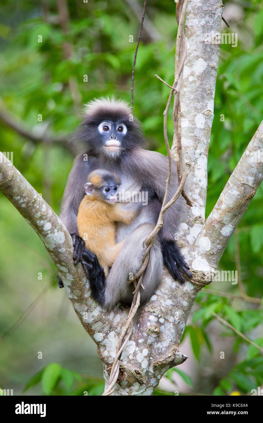 Dusky Leaf Monkey (Trachypithecus obscurus) also known as