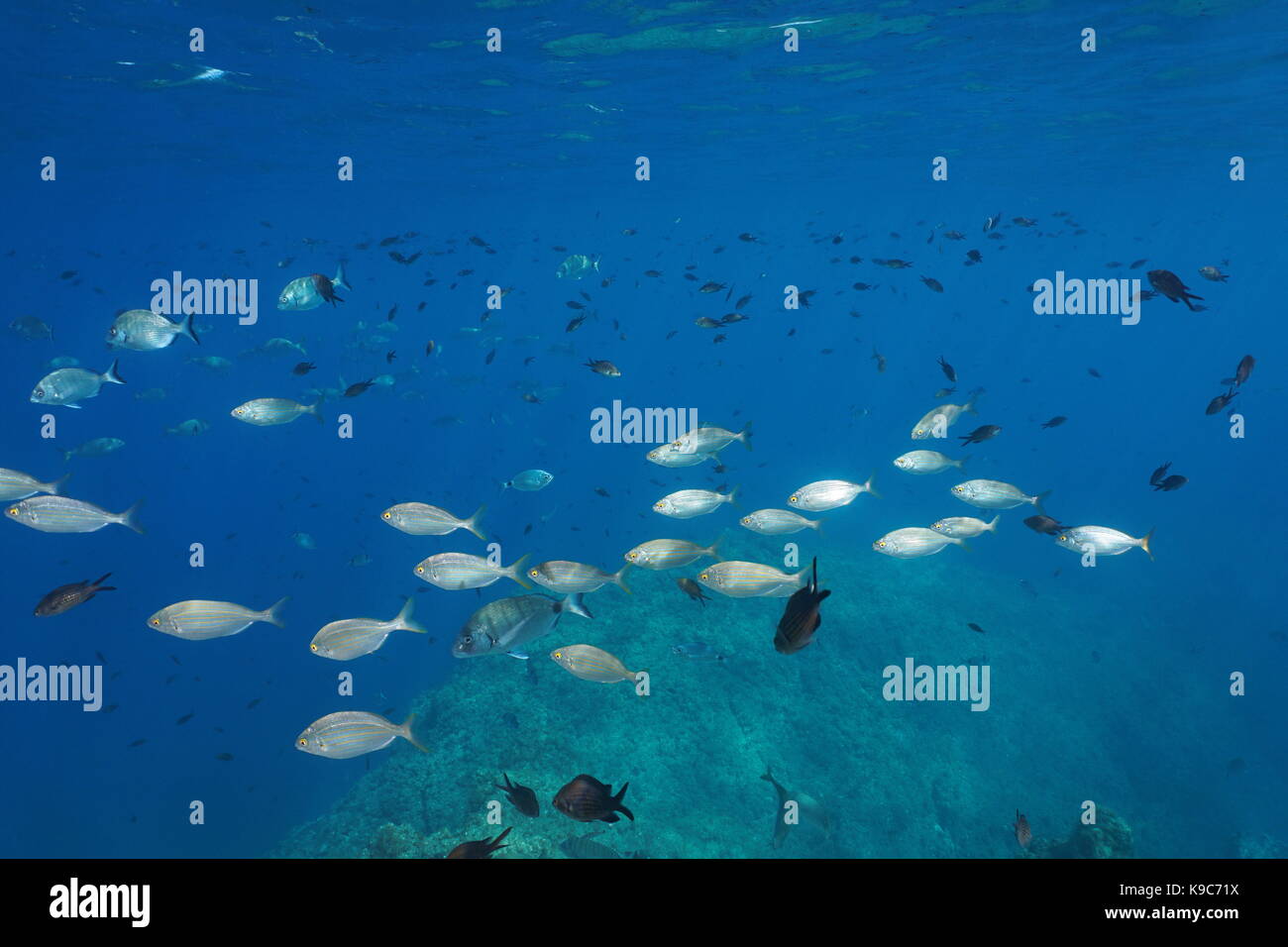 Mediterranean sea shoal of fishes underwater with damselfish, salema porgy and white seabream, Costa Brava, Spain Stock Photo
