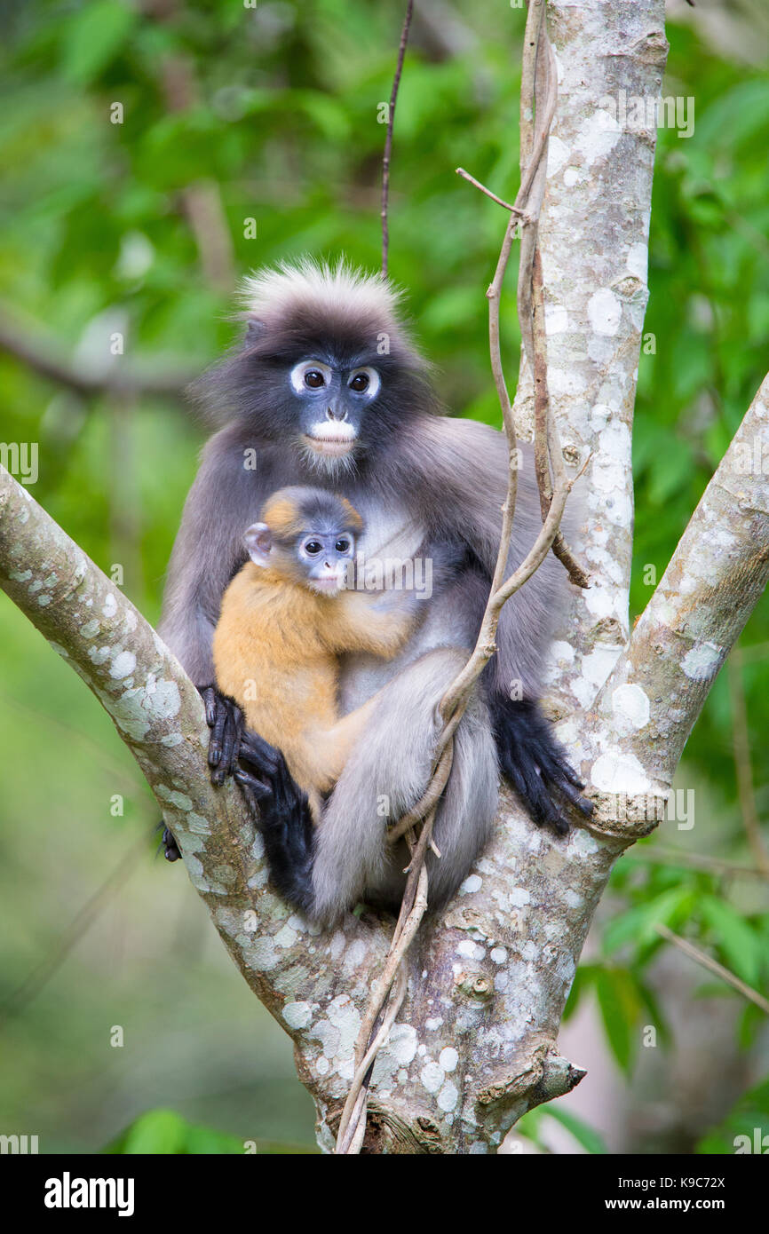 Dusky Leaf Monkey (Trachypithecus obscurus) also known as Spectacled Langur, or Spectacled Leaf Monkey, Kaeng Krachan National Park, Thailand Stock Photo