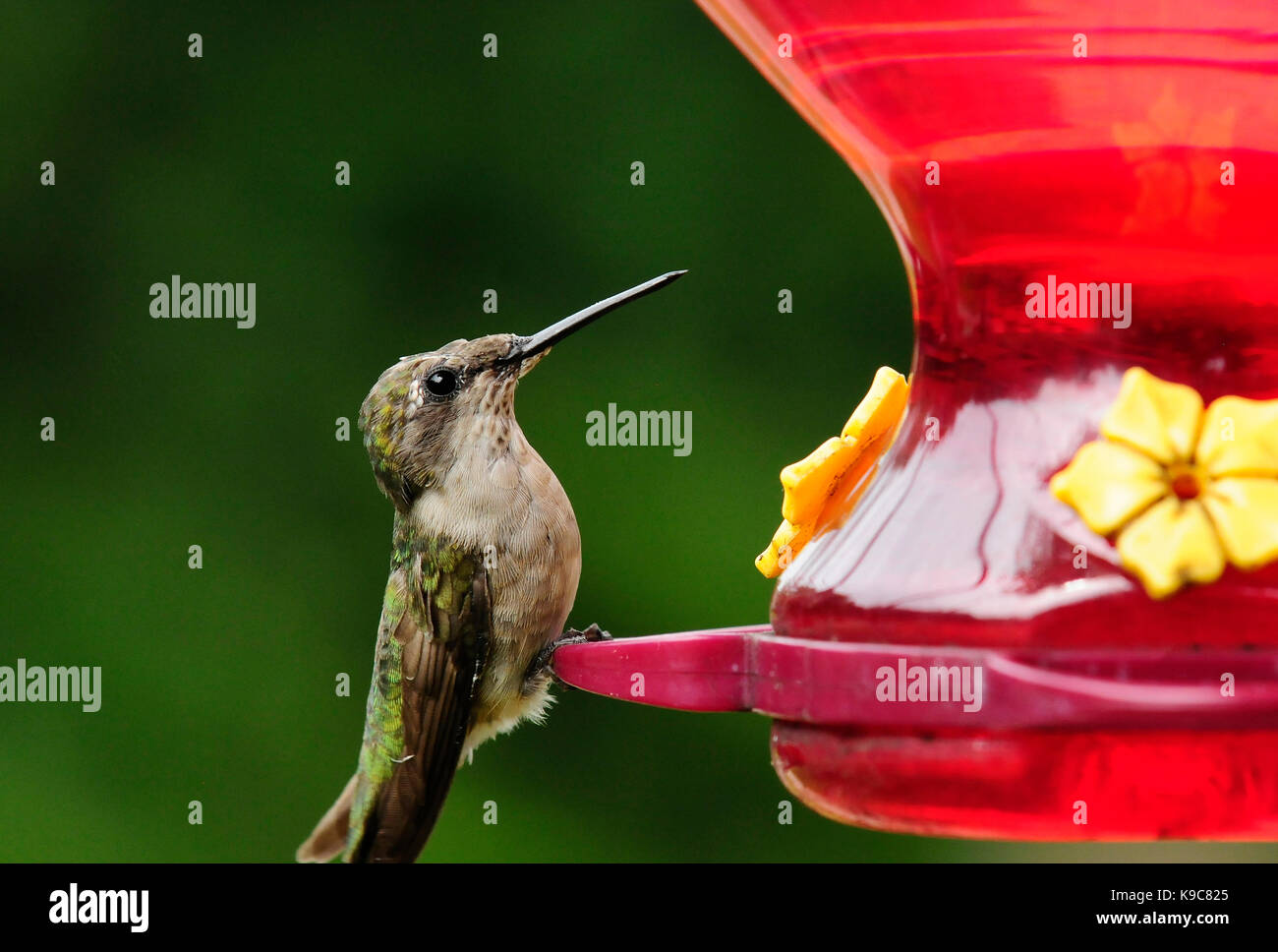 Female Ruby Throated Hummingbird at feeder. Stock Photo