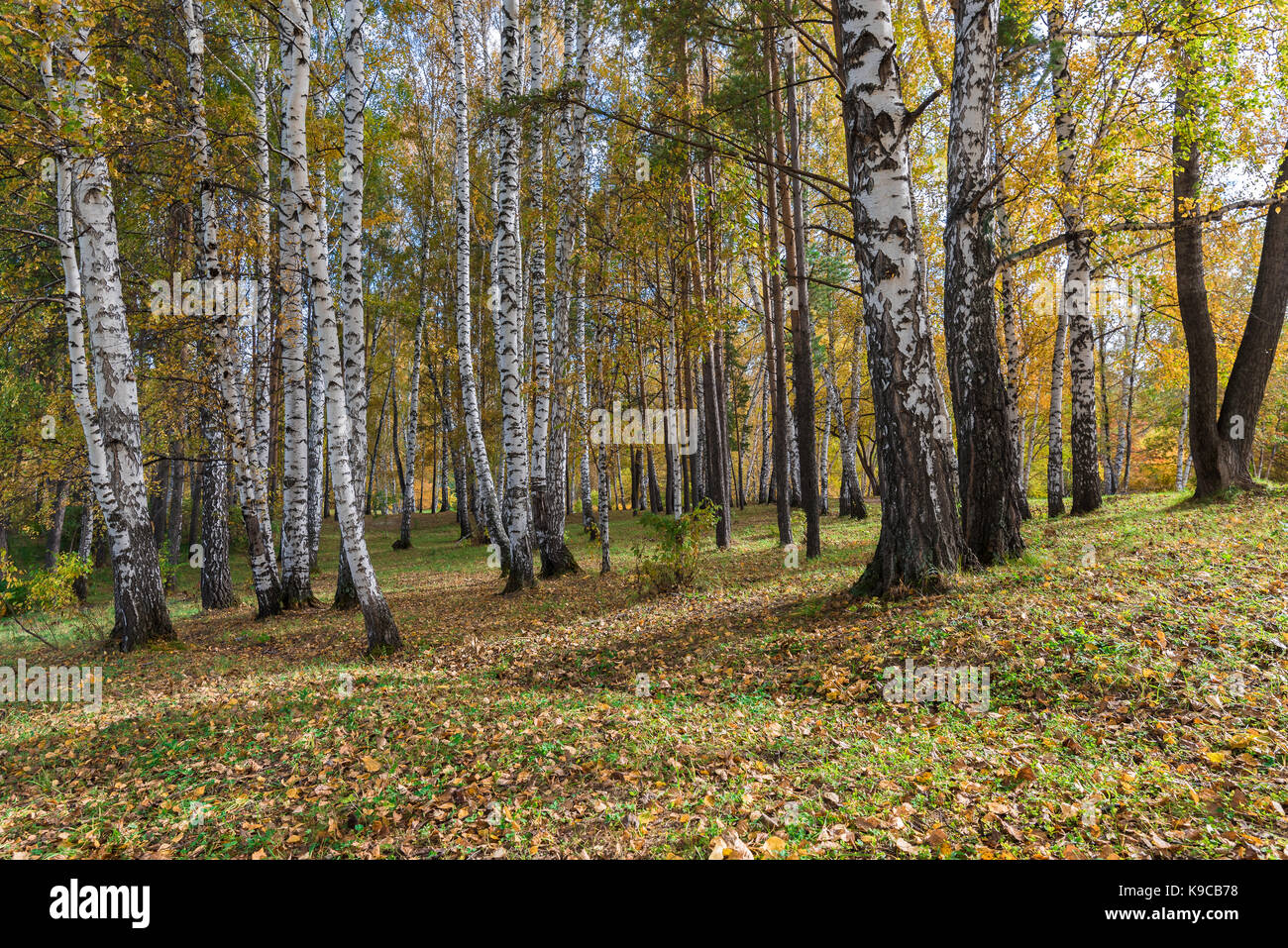 Birch grove with early autumn foliage on a sunny warm day Stock Photo