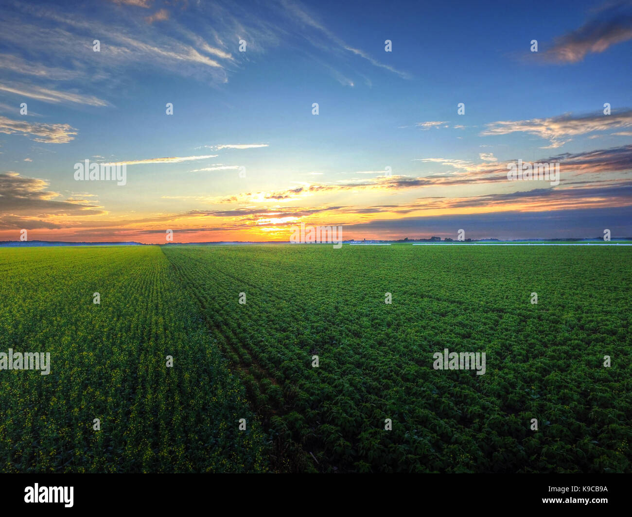 Aerial view of sunset over canola and soybean field Stock Photo