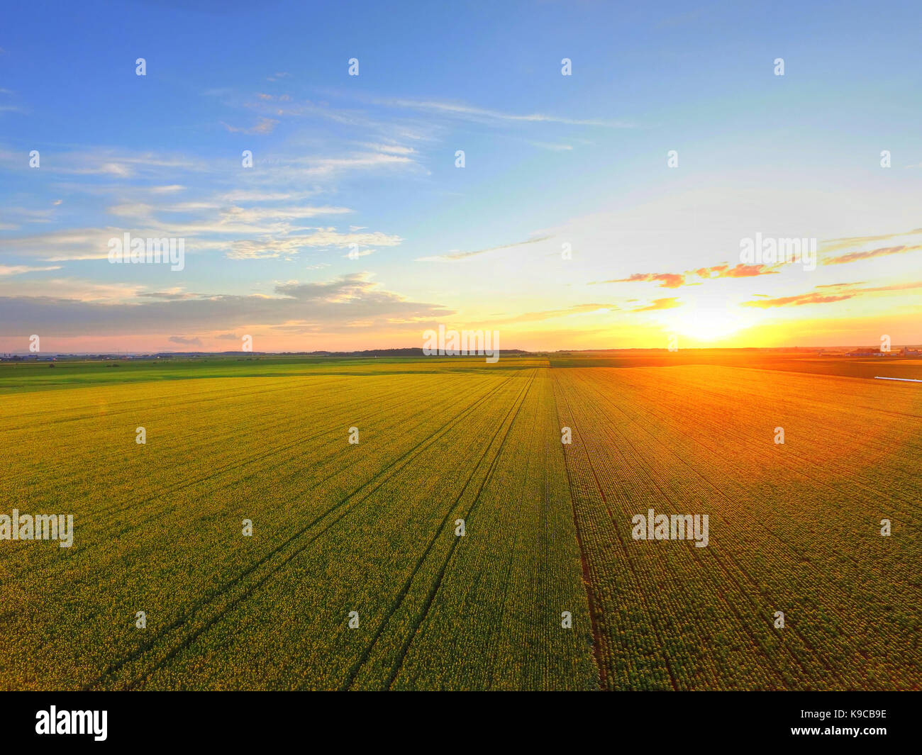 Aerial view of sunset over canola field Stock Photo