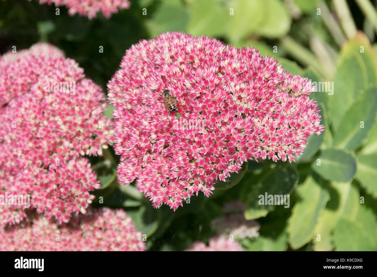 Sedum spectabile 'Autumn Joy' Stock Photo