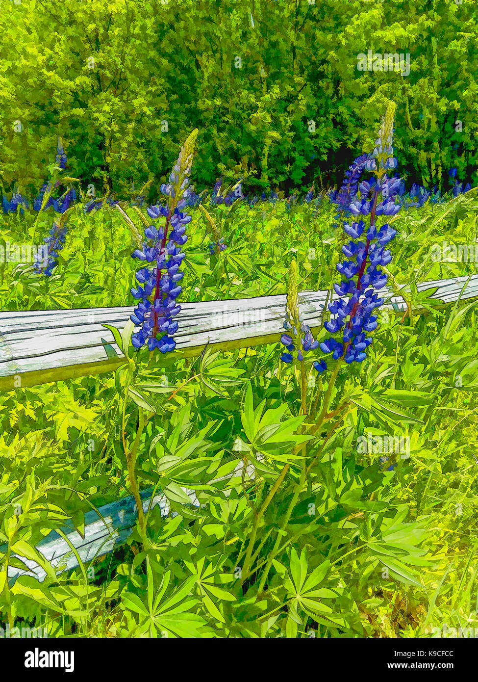 Sundial Lupines, Lupinus perennis, blooming in a field next to a split-rail fence in Sugar Hill, New Hampshire, USA. Stock Photo