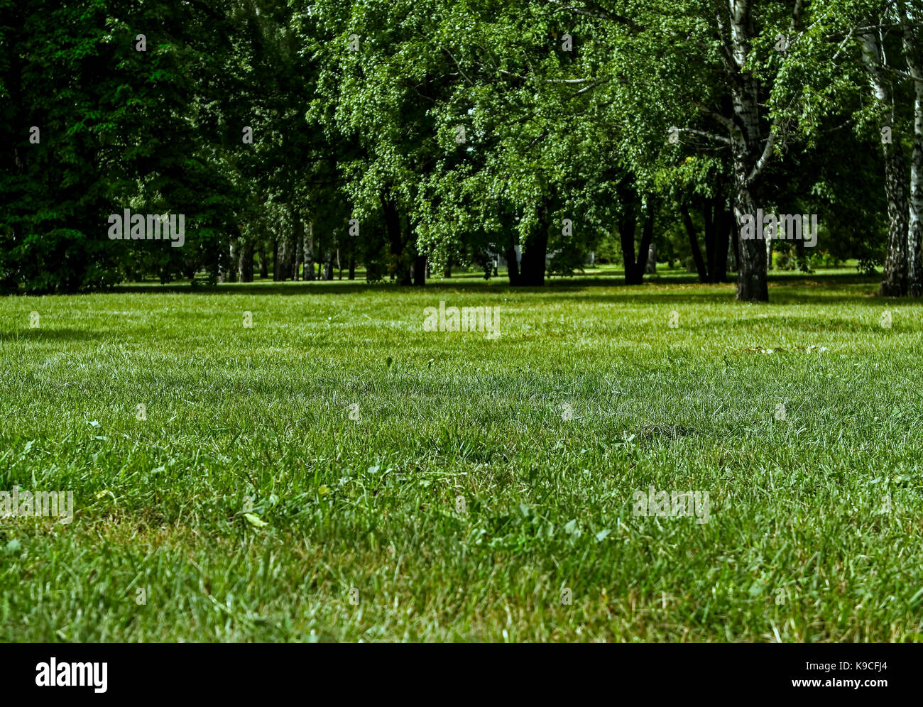 Park lawn. Green lawn. Park landscape. Park background.Nature background. Park sward. Green sward. Stock Photo
