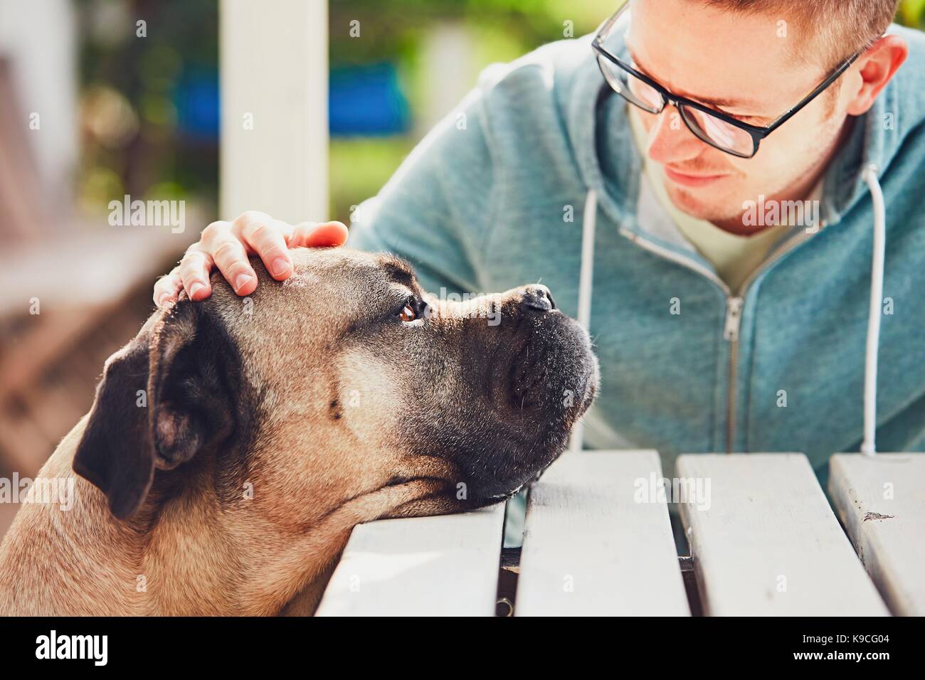 Devoted look of the huge dog. Friendship between young man and cane corso dog. Stock Photo