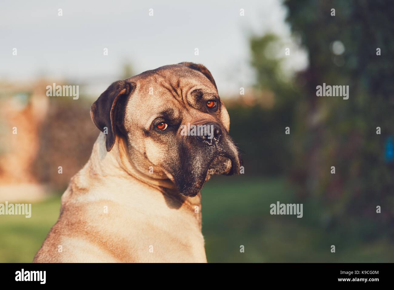Sad look of the huge dog. Cane corso dog looking at camera. Themes loyalty, lost or desire. Stock Photo