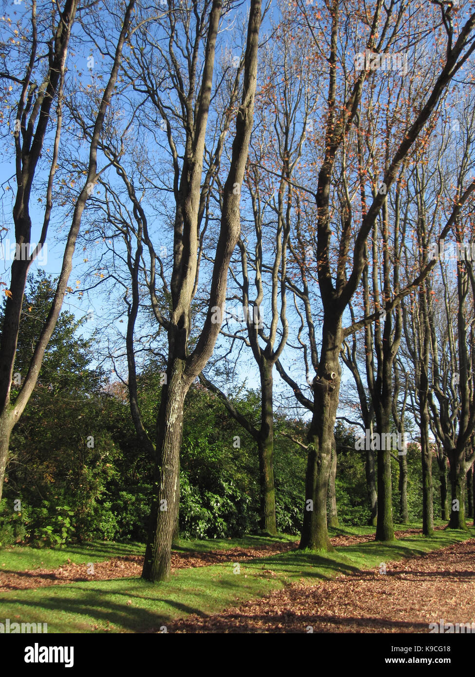 Árvores sem folhas em jardim de Serralves Stock Photo