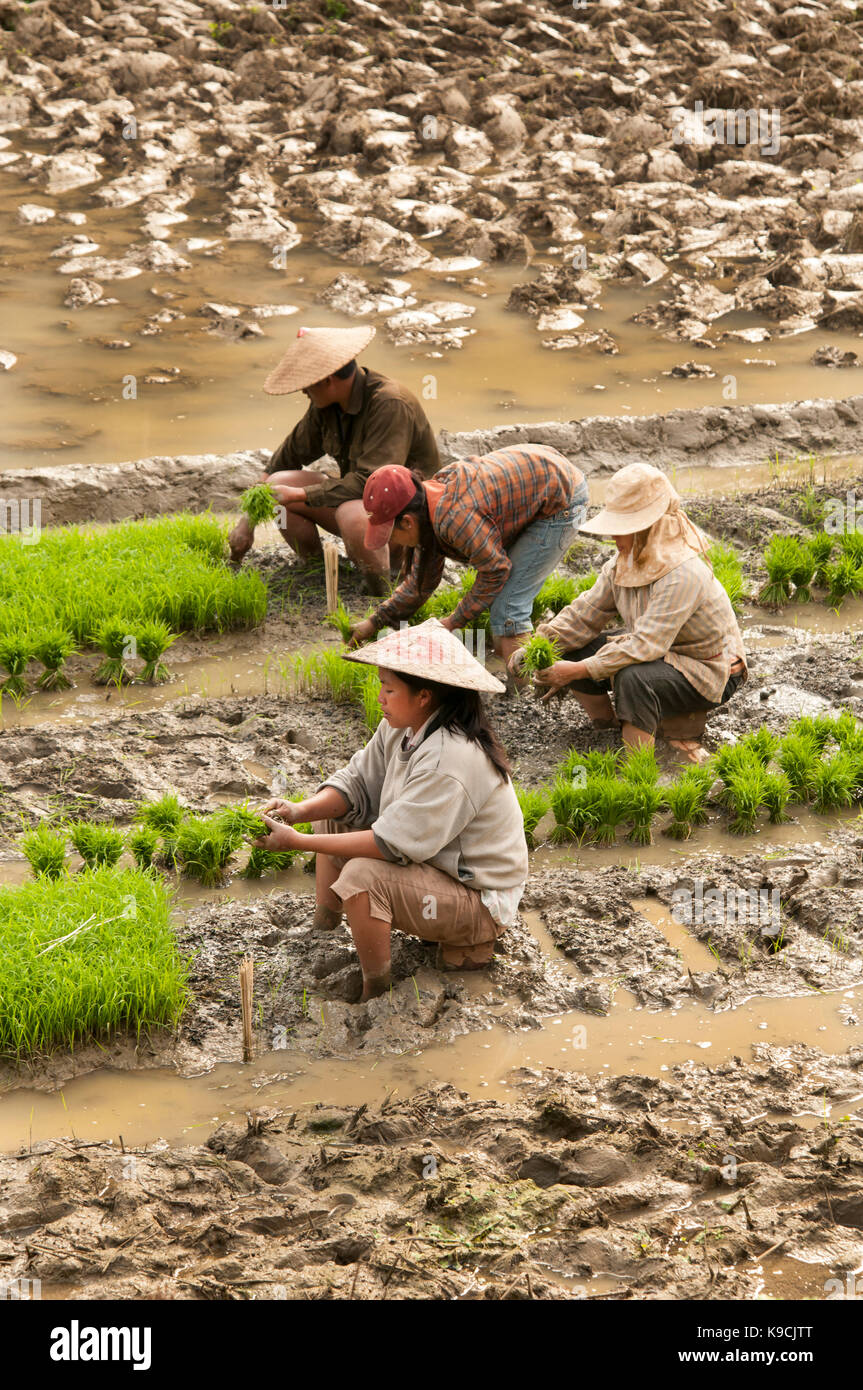 Wet Rice Agriculture