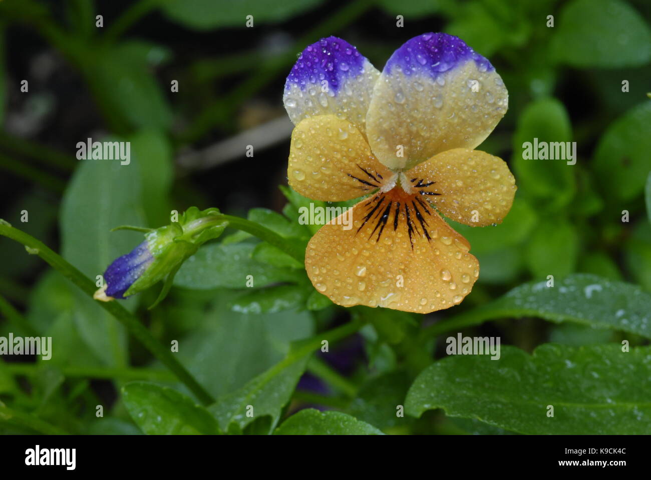 Johnny Jump Up Flower is also known as viola, wild pansy and heart’s