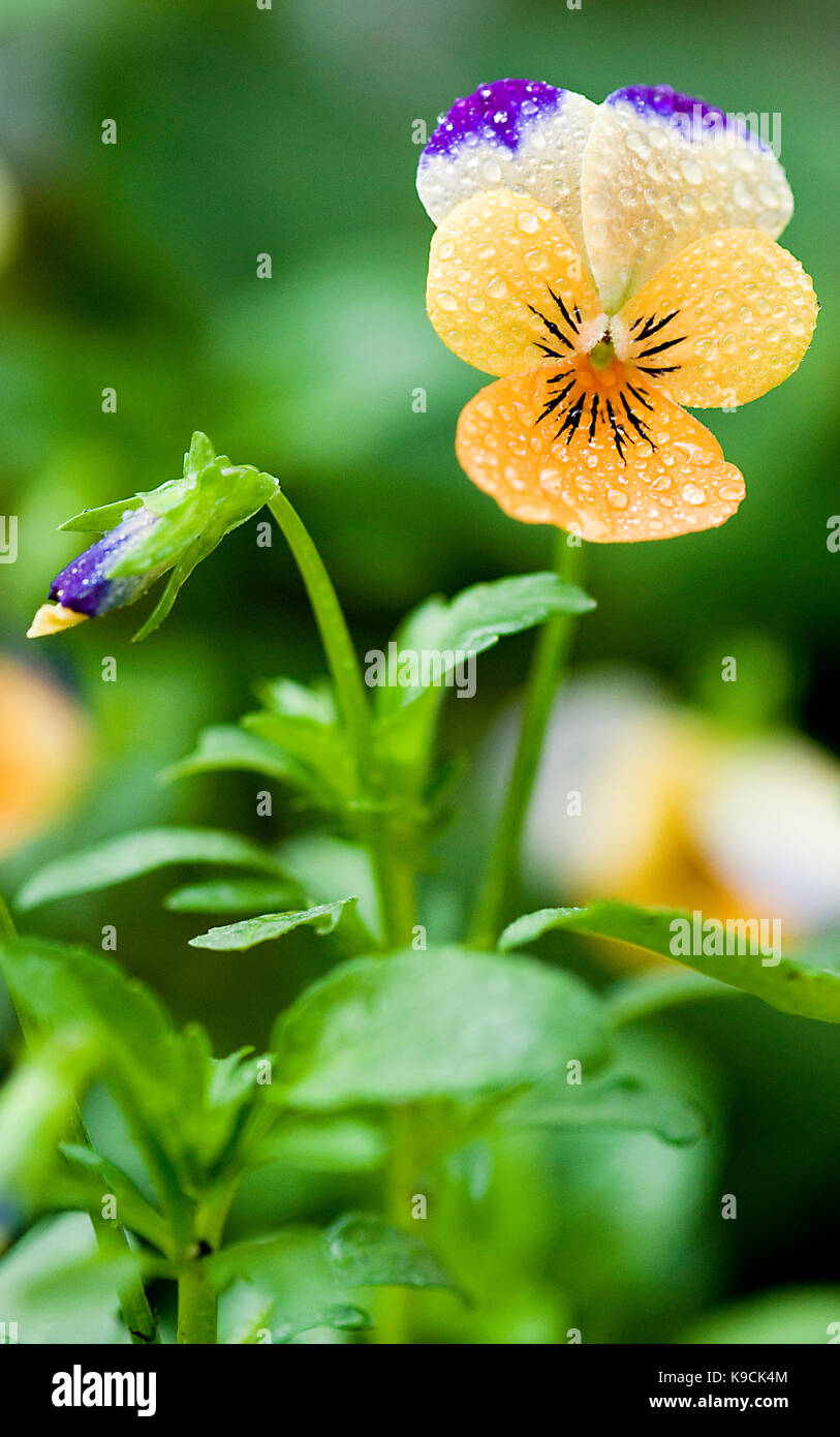 Johnny Jump Up Flower is also known as viola, wild pansy and heart’s ease Stock Photo
