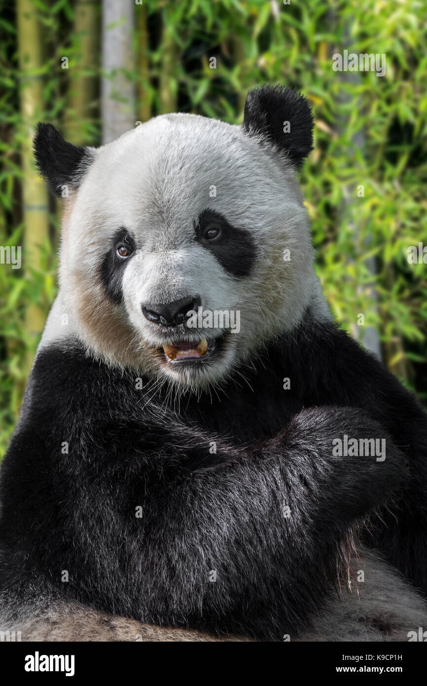 Giant panda (Ailuropoda melanoleuca) close up portrait in bamboo forest Stock Photo