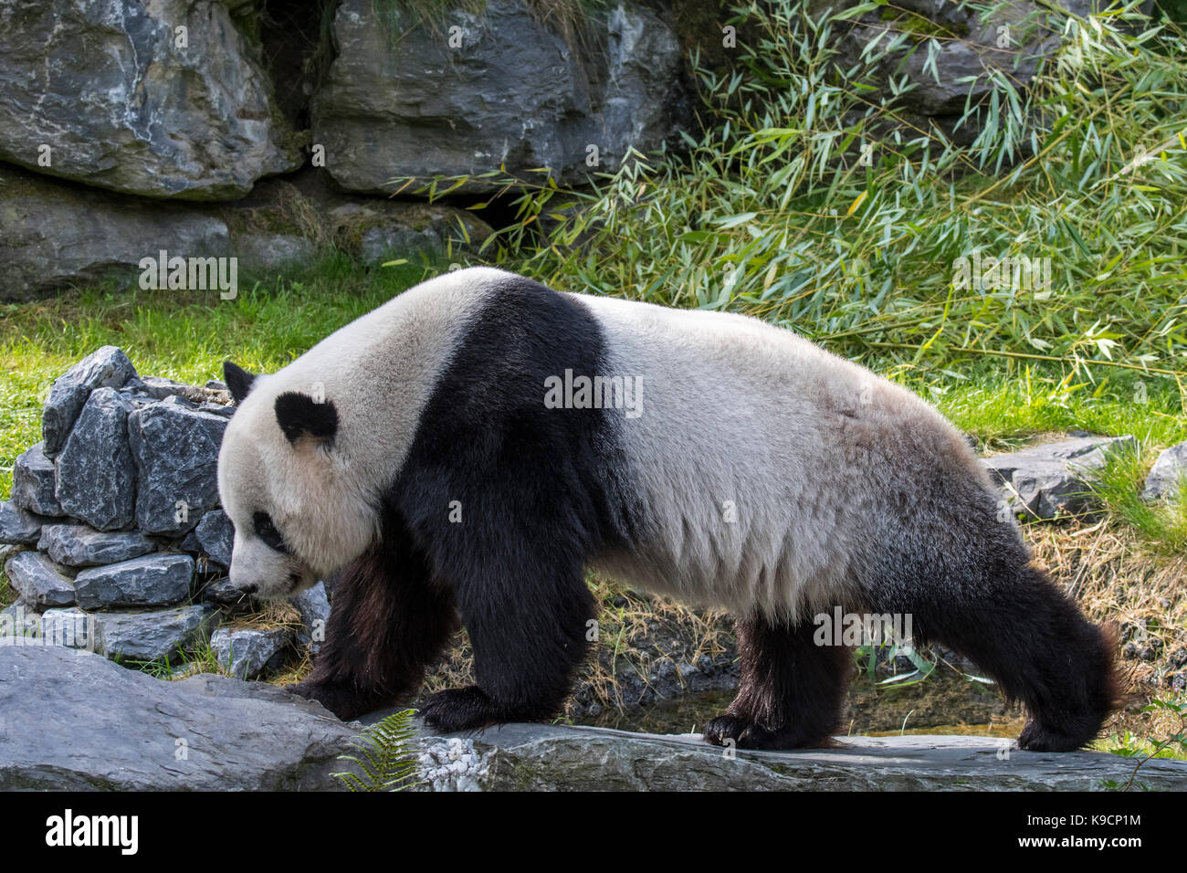 Giant panda (Ailuropoda melanoleuca) juvenile in zoo with bamboo as food Stock Photo
