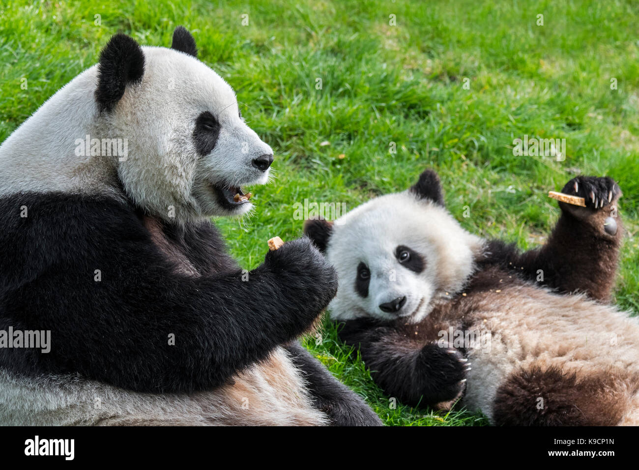 Giant panda (Ailuropoda melanoleuca) female with one-year old cub eating cookies in zoo Stock Photo
