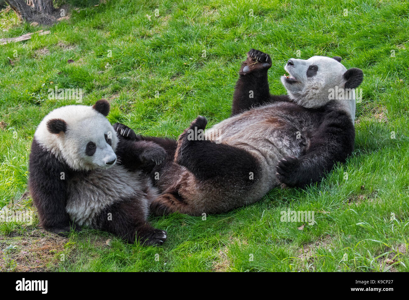 Giant panda (Ailuropoda melanoleuca) female with one-year old cub in zoo Stock Photo