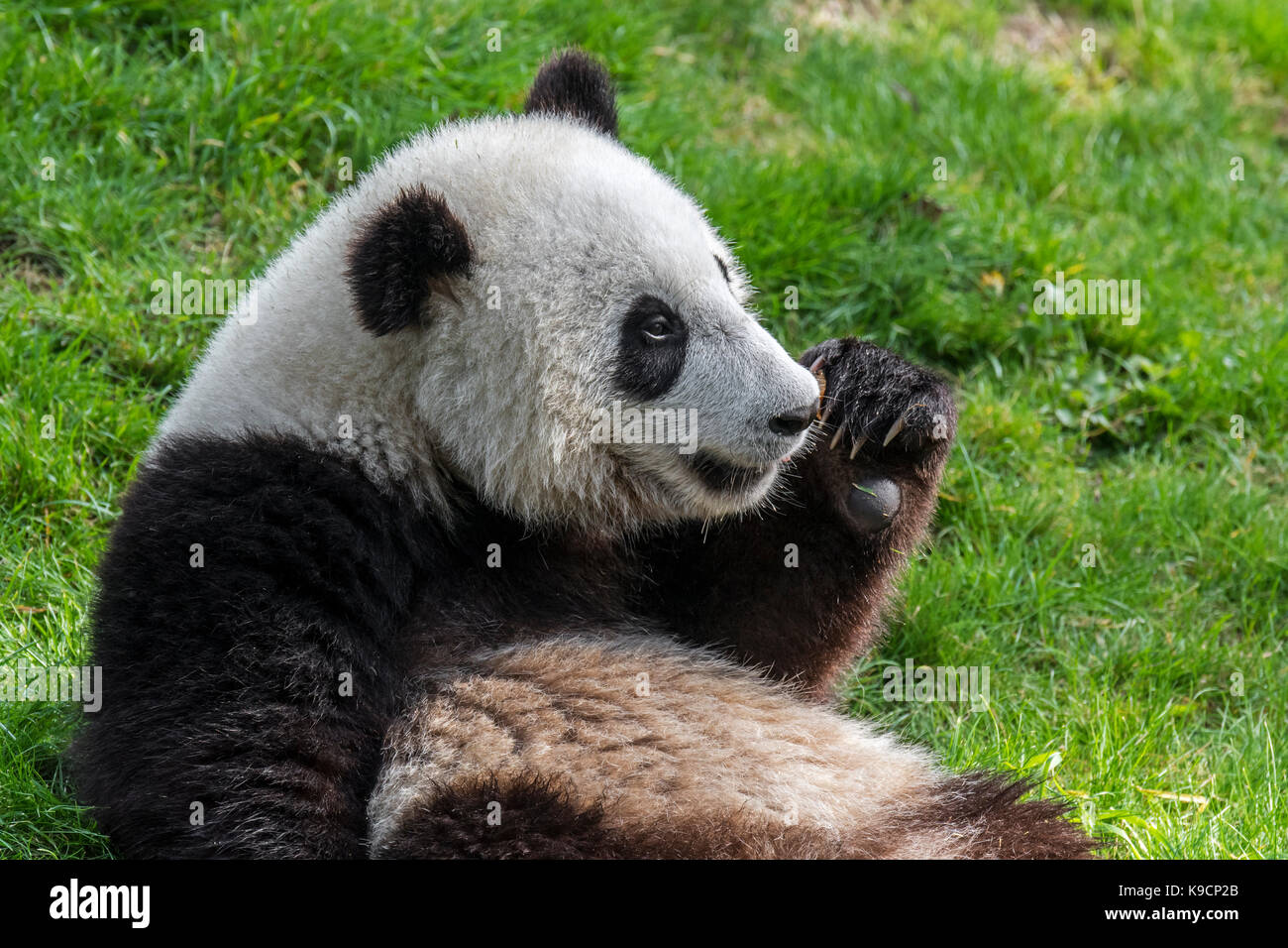 Young giant panda (Ailuropoda melanoleuca) cub close up portrait in zoo ...