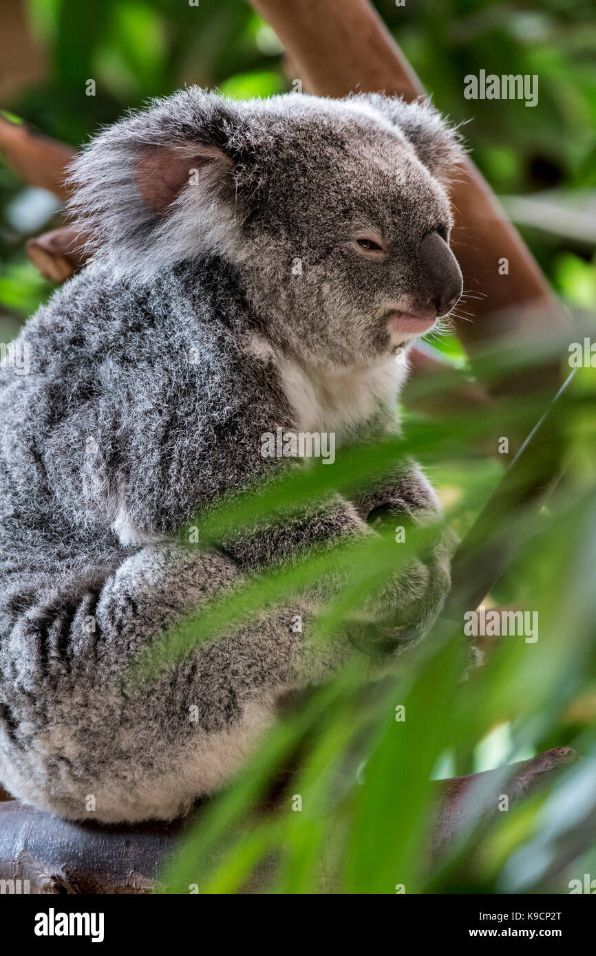 Koala Phascolarctos Cinereus Resting In Tree Marsupial Native To koala-phascolarctos-cinereus-resting-in-tree-marsupial-native-to