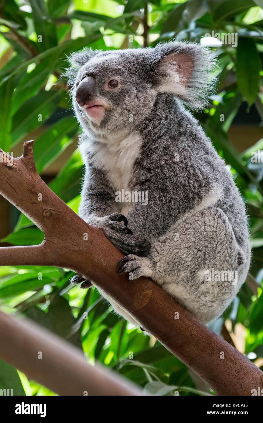 Koala (Phascolarctos cinereus) resting in tree, marsupial native to